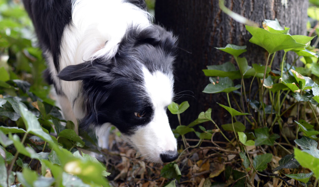 Hund im Gebüsch