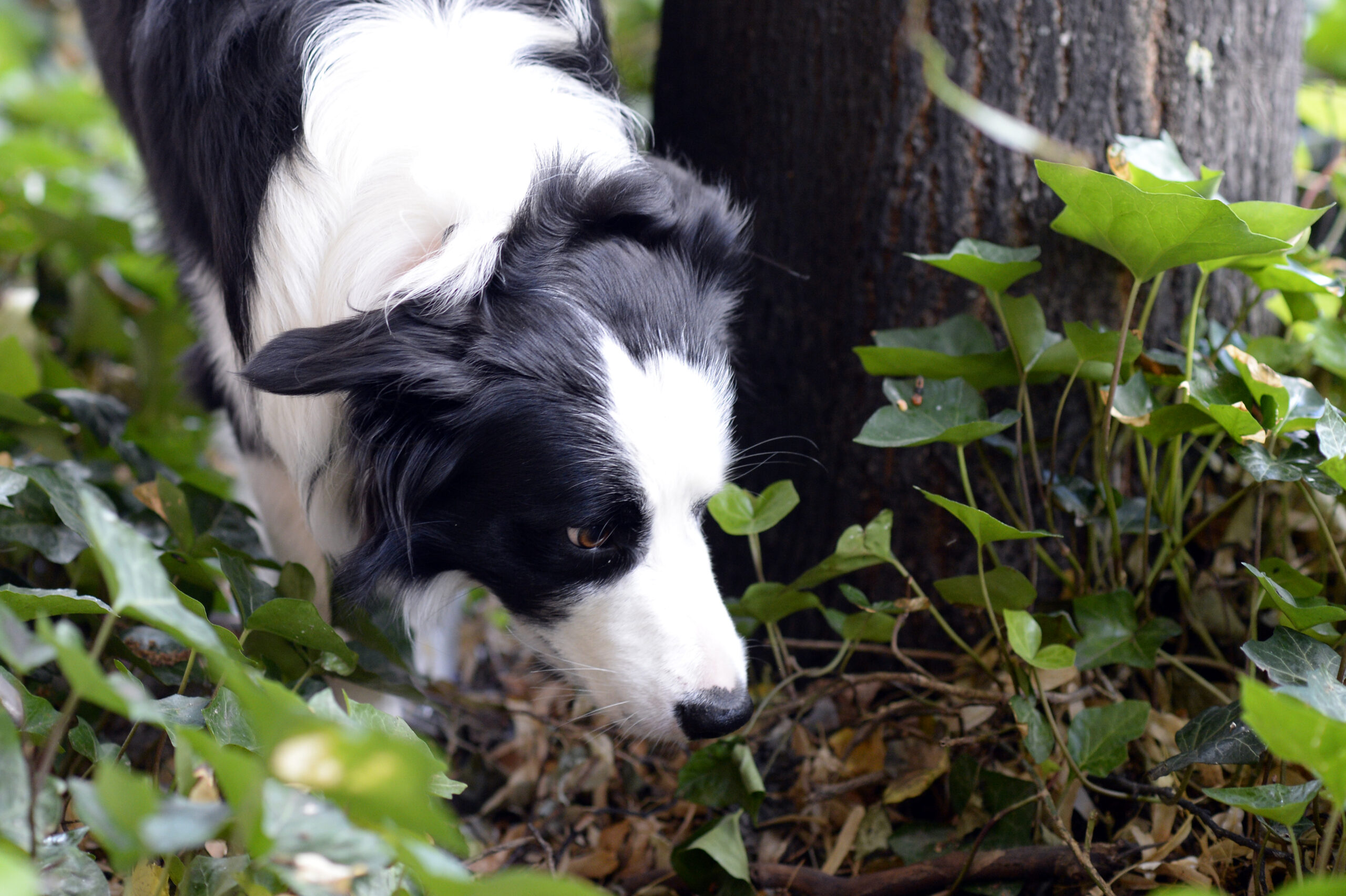 Hund im Gebüsch