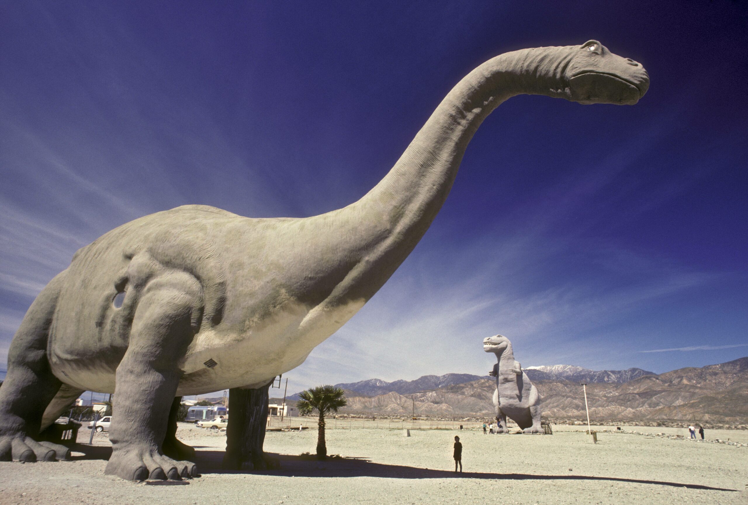 Ein Brotosaurier im Modell in Californien.