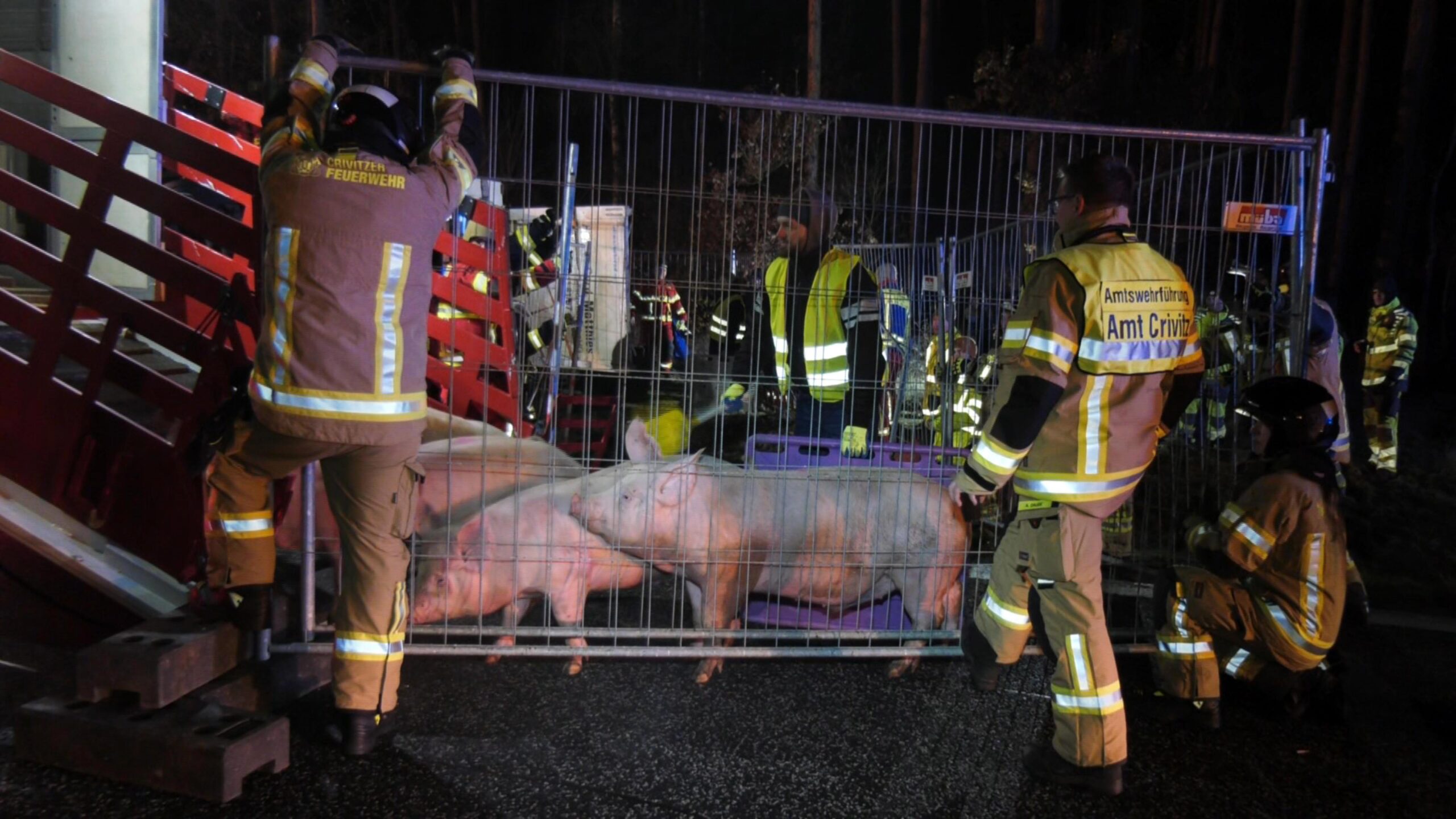 Die Schweine, die den Unfall überlebt haben, laufen in einen Ersatz-Transporter.