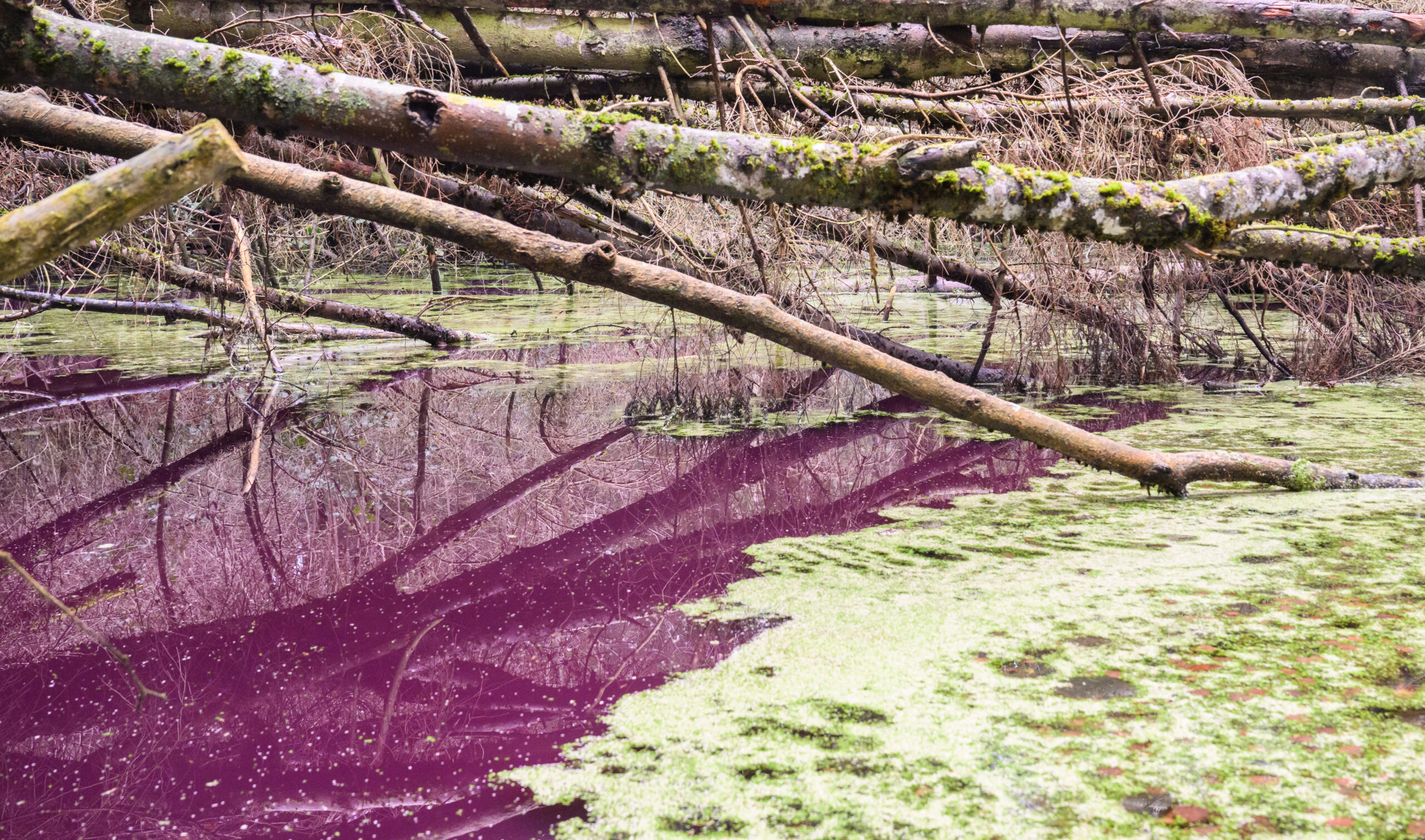 Purpurfarben schimmert das Wasser in einem kleinen Teich im Hildesheimer Wald bei Sibbesse.